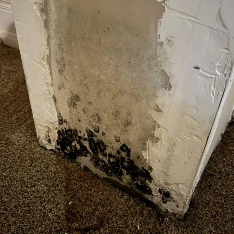 Professional Mold Removal in Vergennes, VT
